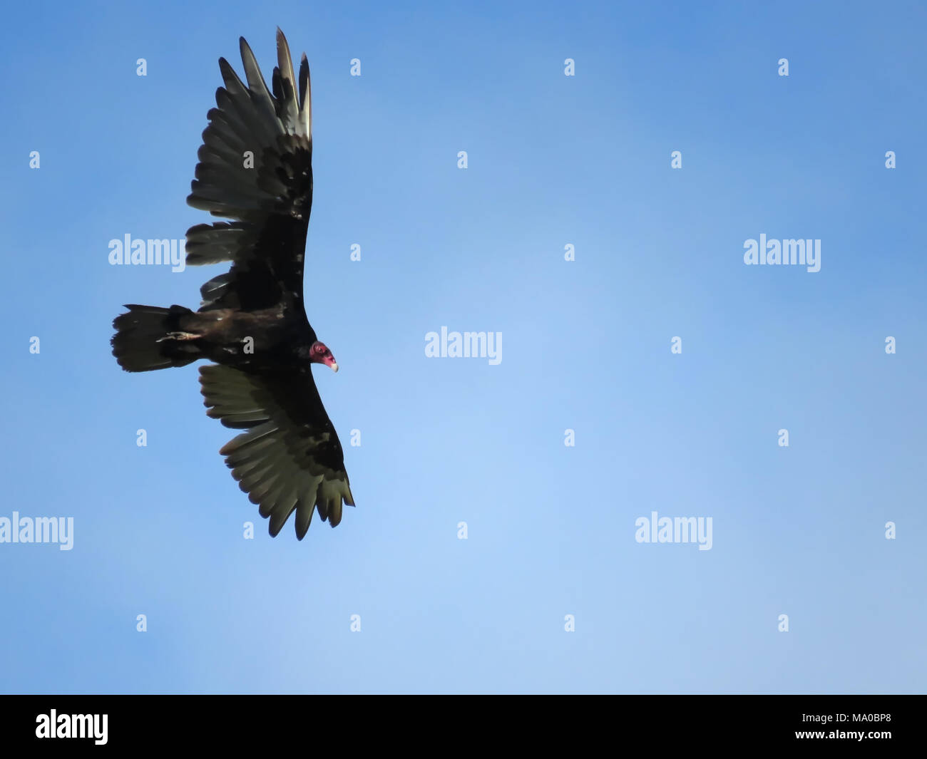 Wild turkey vulture (Cathartes aura) in flight in Southwest Washington