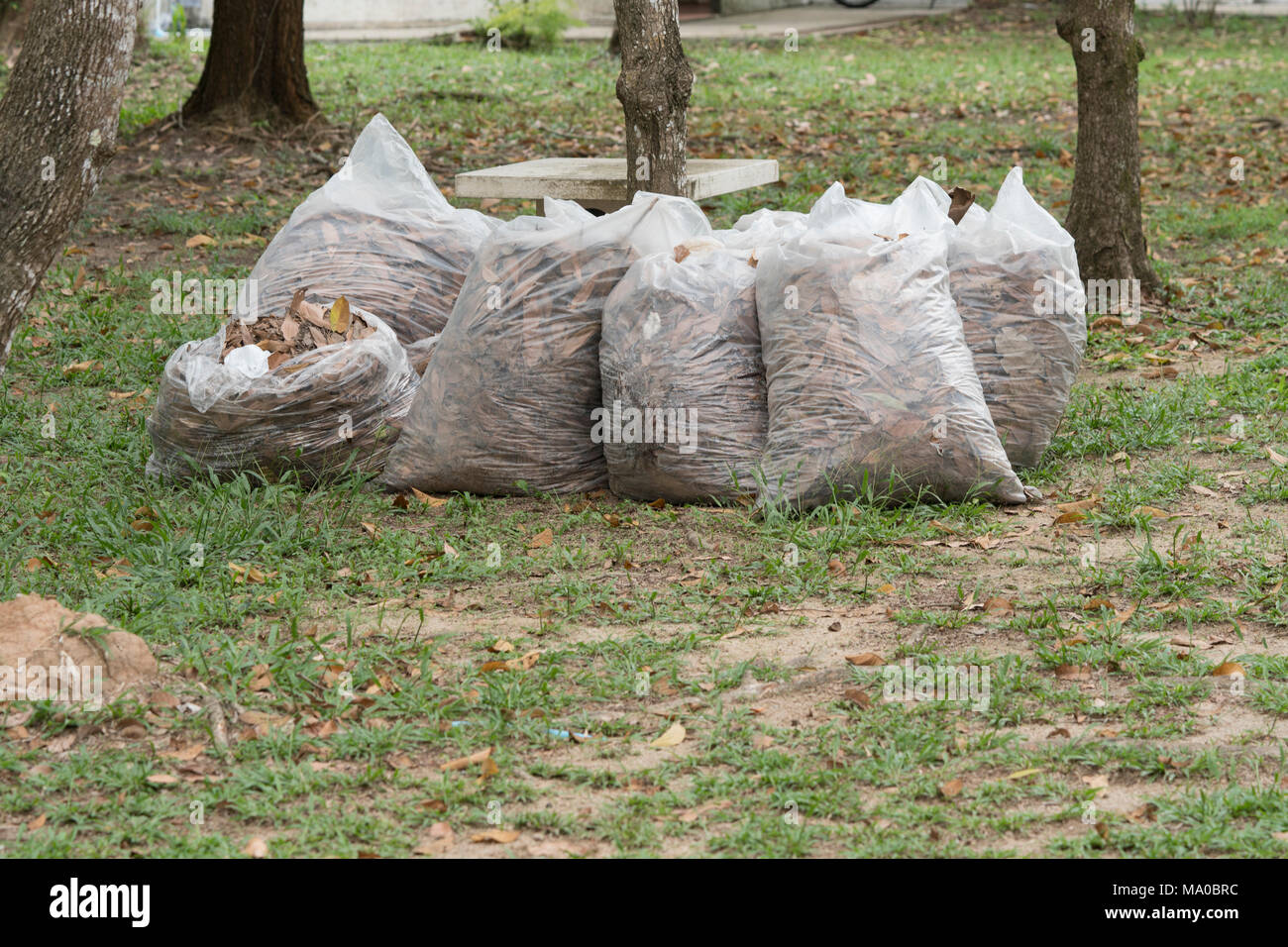 https://c8.alamy.com/comp/MA0BRC/autumn-cleaning-leavespile-of-full-white-garbage-bags-on-the-grass-in-the-parkleaves-in-bag-garbage-MA0BRC.jpg