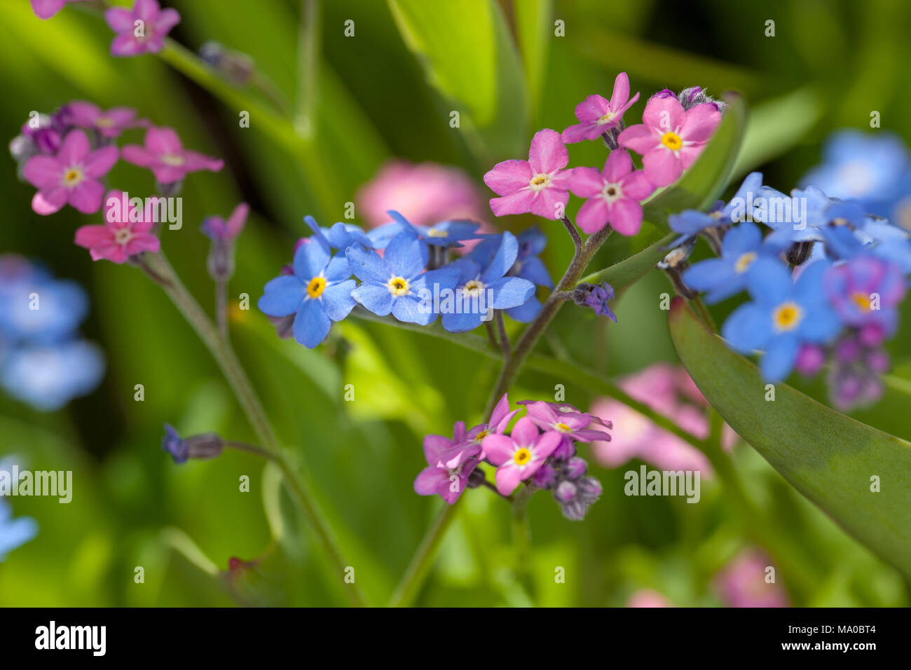 'Myomark' Forget-me-not, Äkta förgätmigej (Myosotis scorpioides) Stock Photo