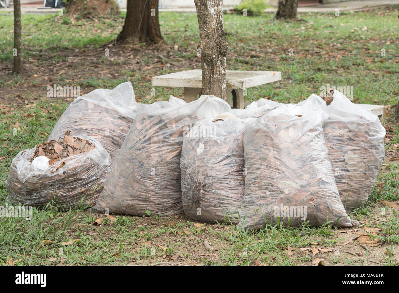 Autumn cleaning leaves,Pile of full white garbage bags on the grass in the park,leaves in bag garbage Stock Photo