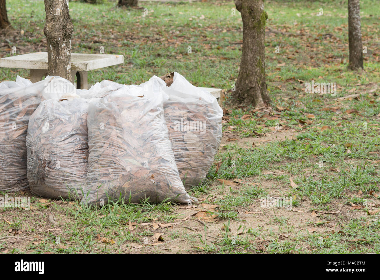 Autumn cleaning leaves,Pile of full white garbage bags on the grass in the park,leaves in bag garbage Stock Photo