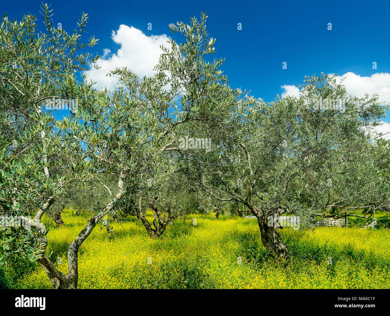 Olive trees farm sunny day hires stock photography and images Alamy