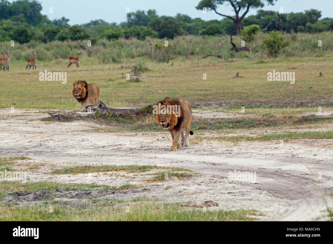 Male Lions (Panthera leo). Approaching. Two. Four Red Lechwe, (Kobus leche) antelope, in background watching warily. Okavango. Botswana. Africa. Stock Photo