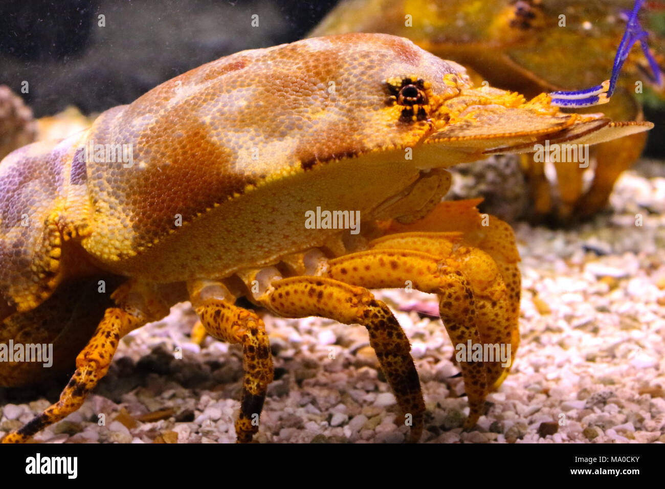 Crab, Lobster underwater in the sea Stock Photo
