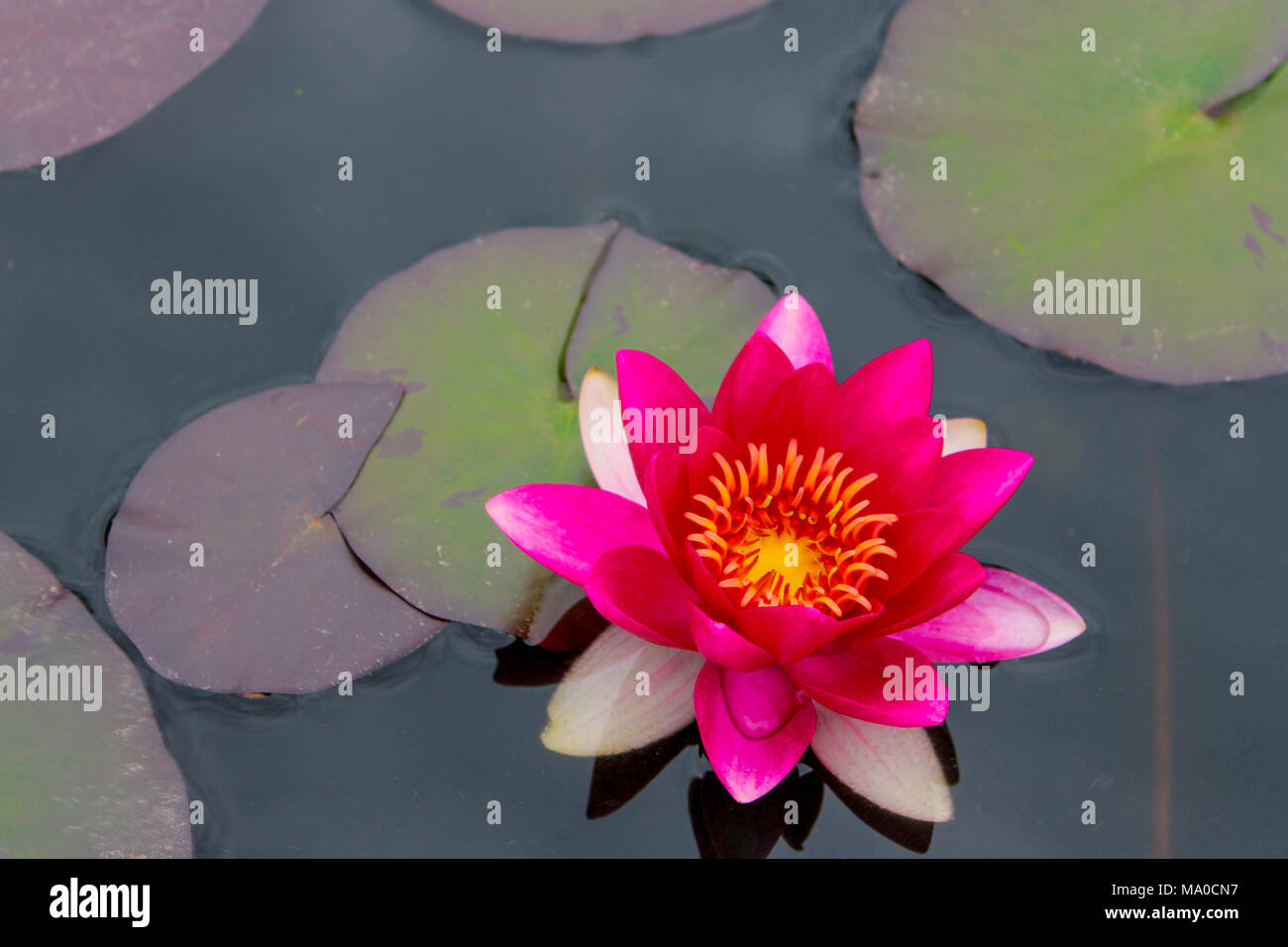 Pink Water lily in a pond, beautiful plant Stock Photo - Alamy