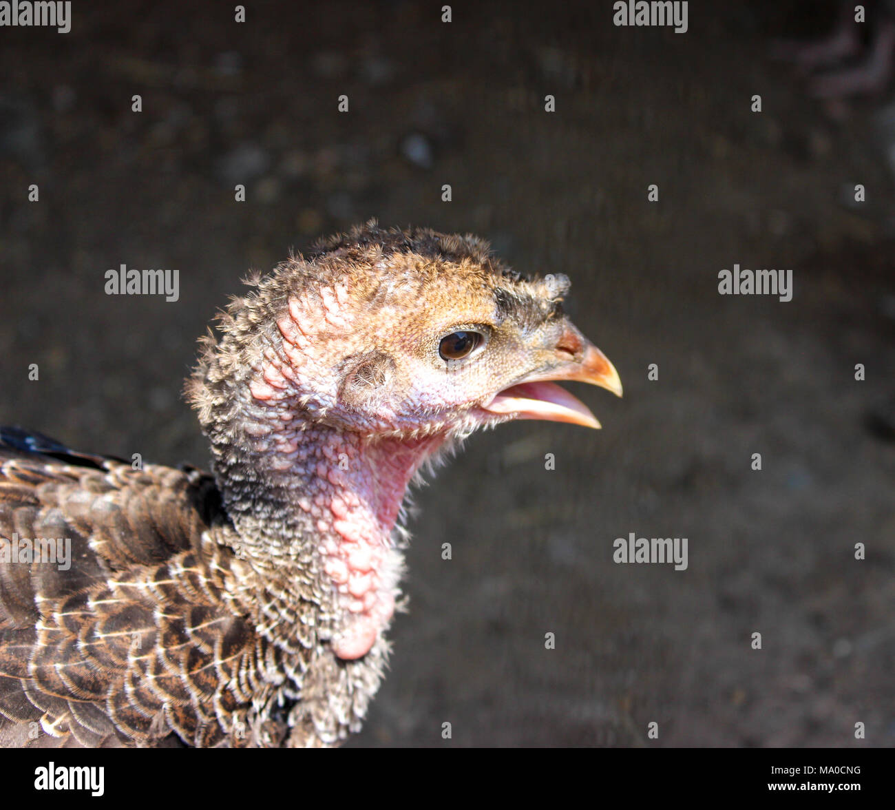 Hairless chick hires stock photography and images Alamy