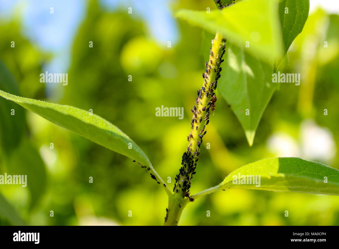 Plant infected by parasites, pests, insect infestation, in between ants, parasite prevention Stock Photo