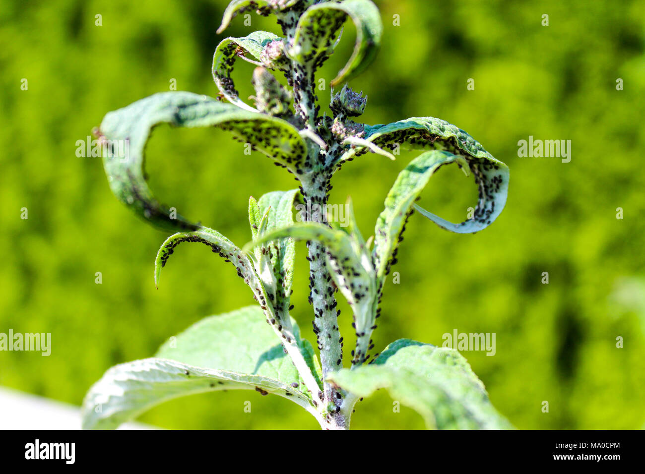 Plant infected by parasites, pests, insect infestation, in between ants, parasite prevention Stock Photo