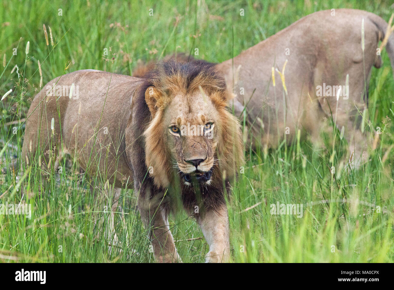 Male Lions (Panthera leo). Passing through wet area of savanna grassland. Animal behind drinking. Adult males. Okavango. Botswana. Africa. Stock Photo