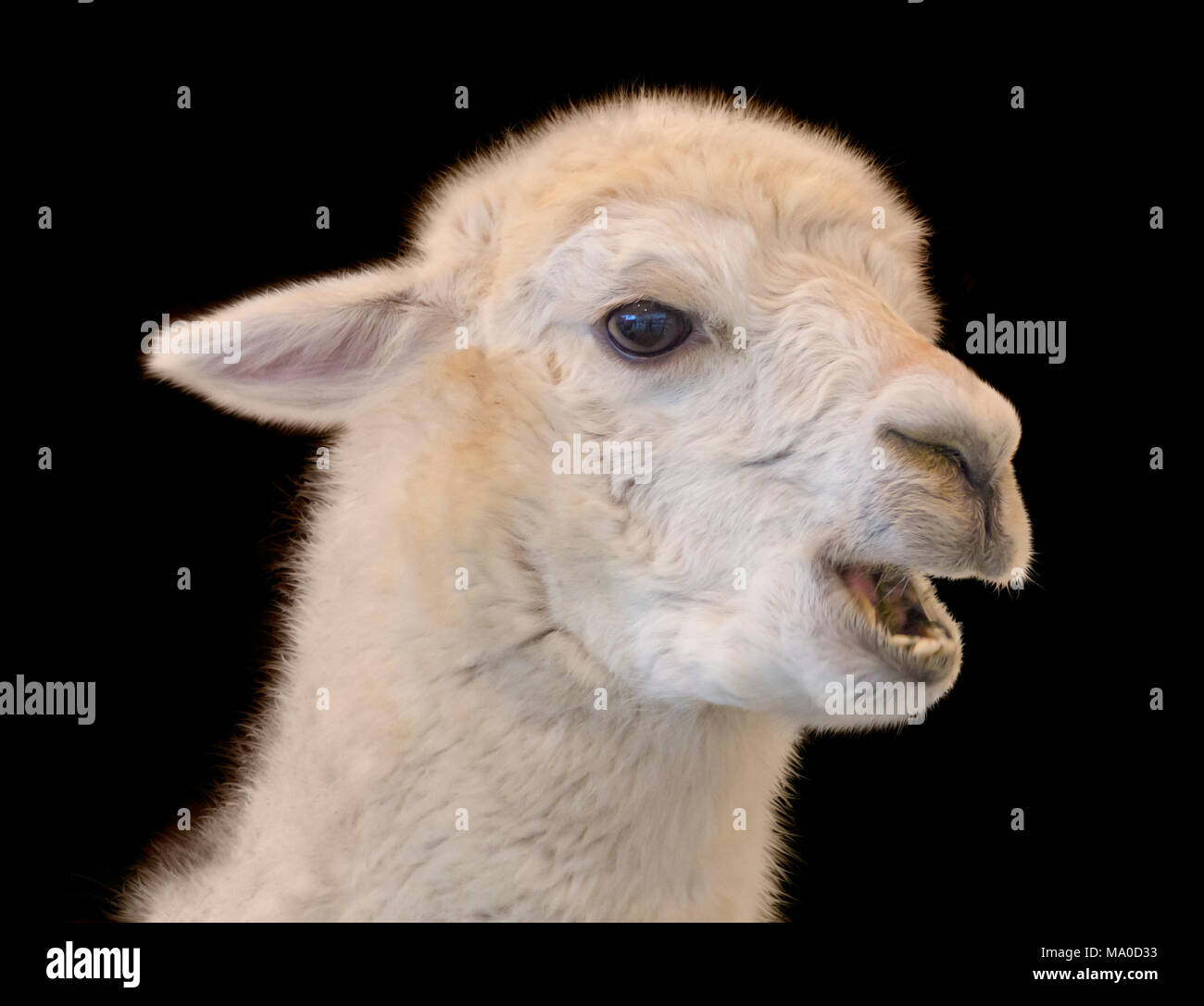 portrait of a Alpaca in black back Stock Photo - Alamy