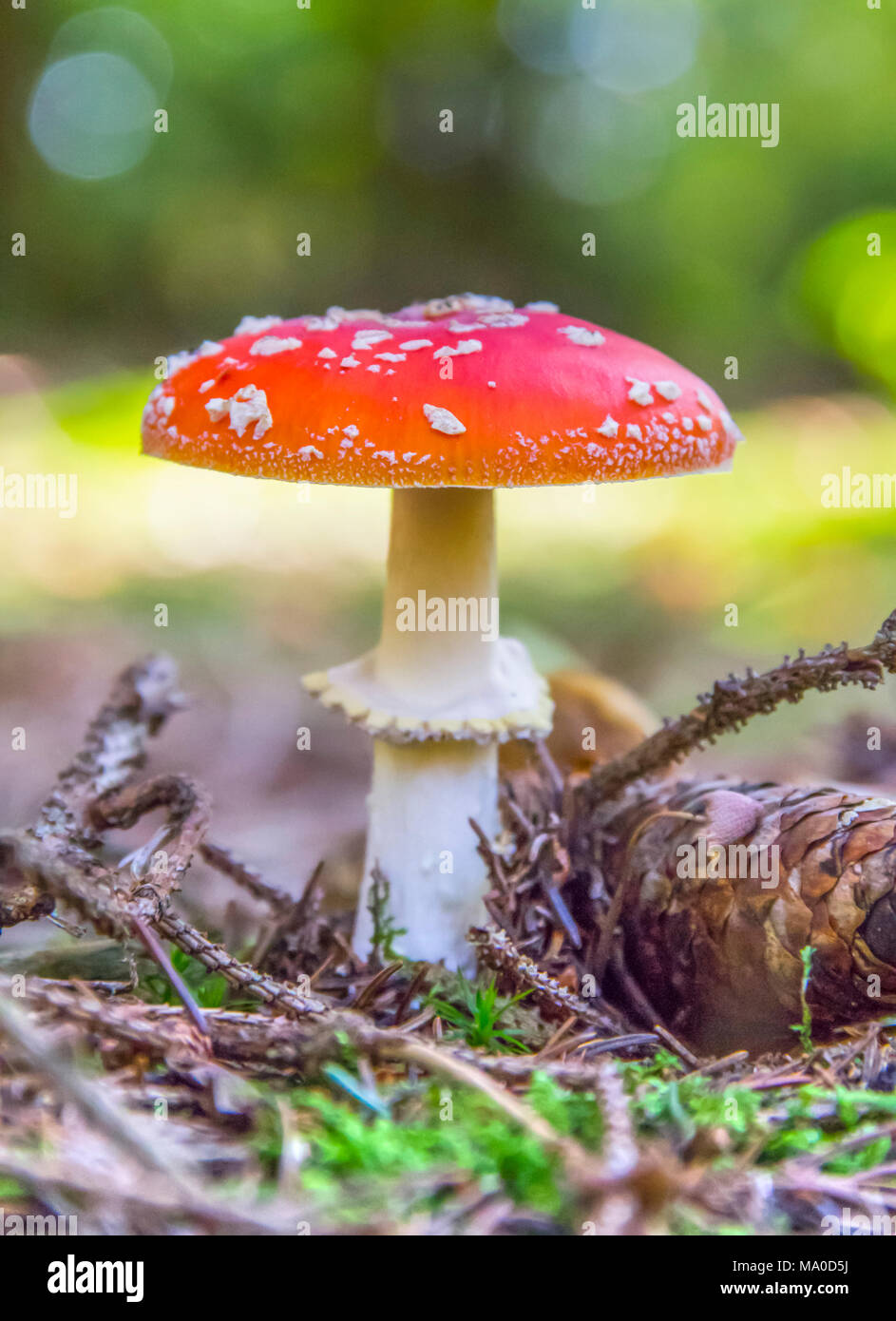 low angle shot of a fly agaric fungus in natural back Stock Photo