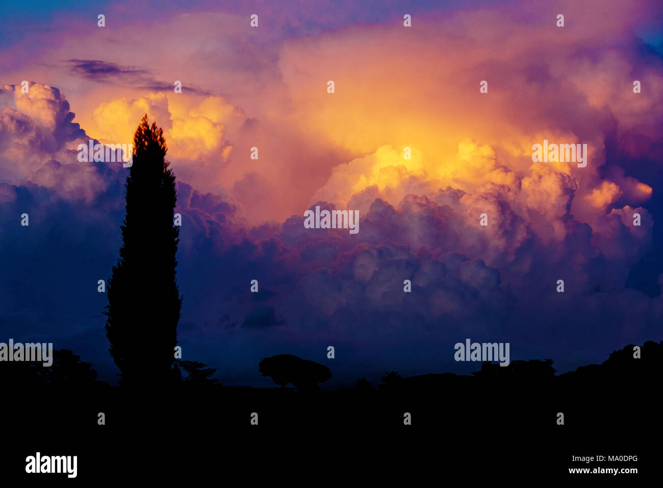 Rome (Italy) - Purple Sunset and dramatic sky with trees silhouettes Stock Photo