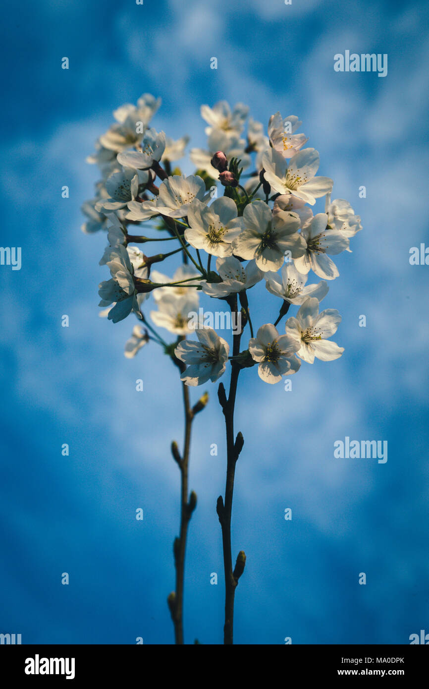 Cherry flowers and blossoms on a blue sky background Stock Photo
