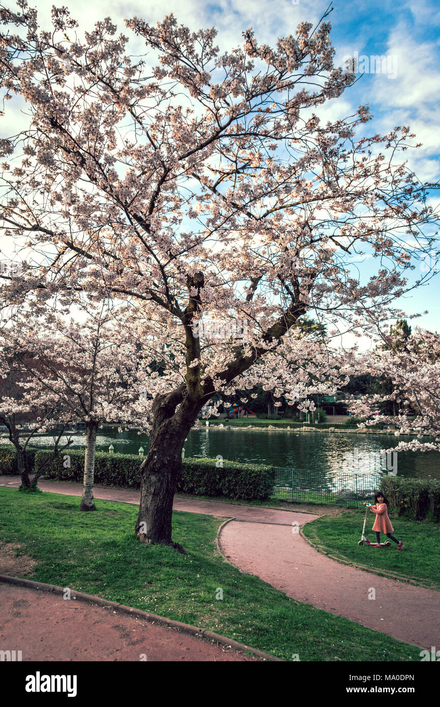 Rome (Italy) - Cherry tree and little girl on push scooter in a park by the lake Stock Photo