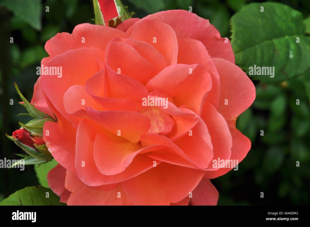 rose Stock Photo