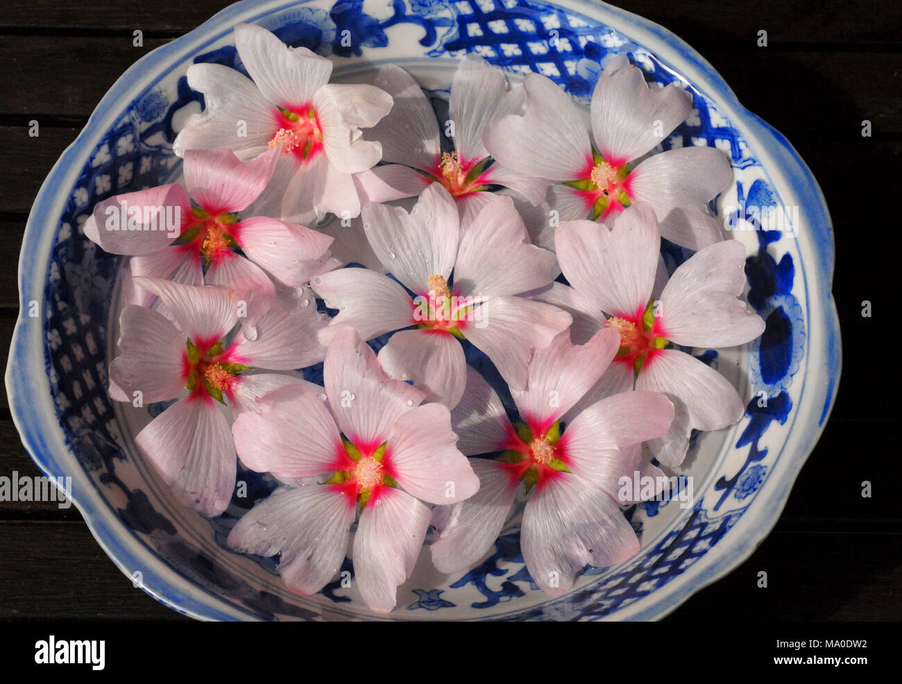 hibiscus flowers in bowl of water Stock Photo Alamy