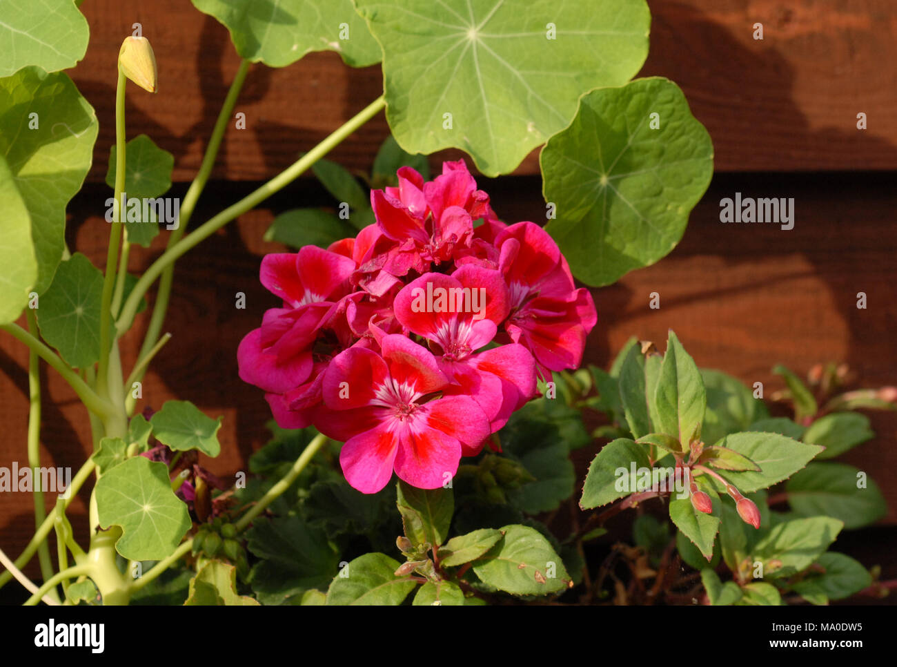 geranium, busy lizzie and nasturtium Stock Photo
