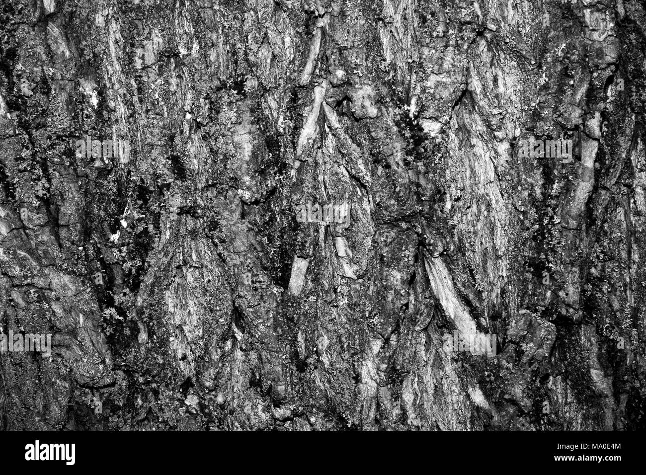 Texture of a tree close-up. Relief and patterns of wood. Building ...