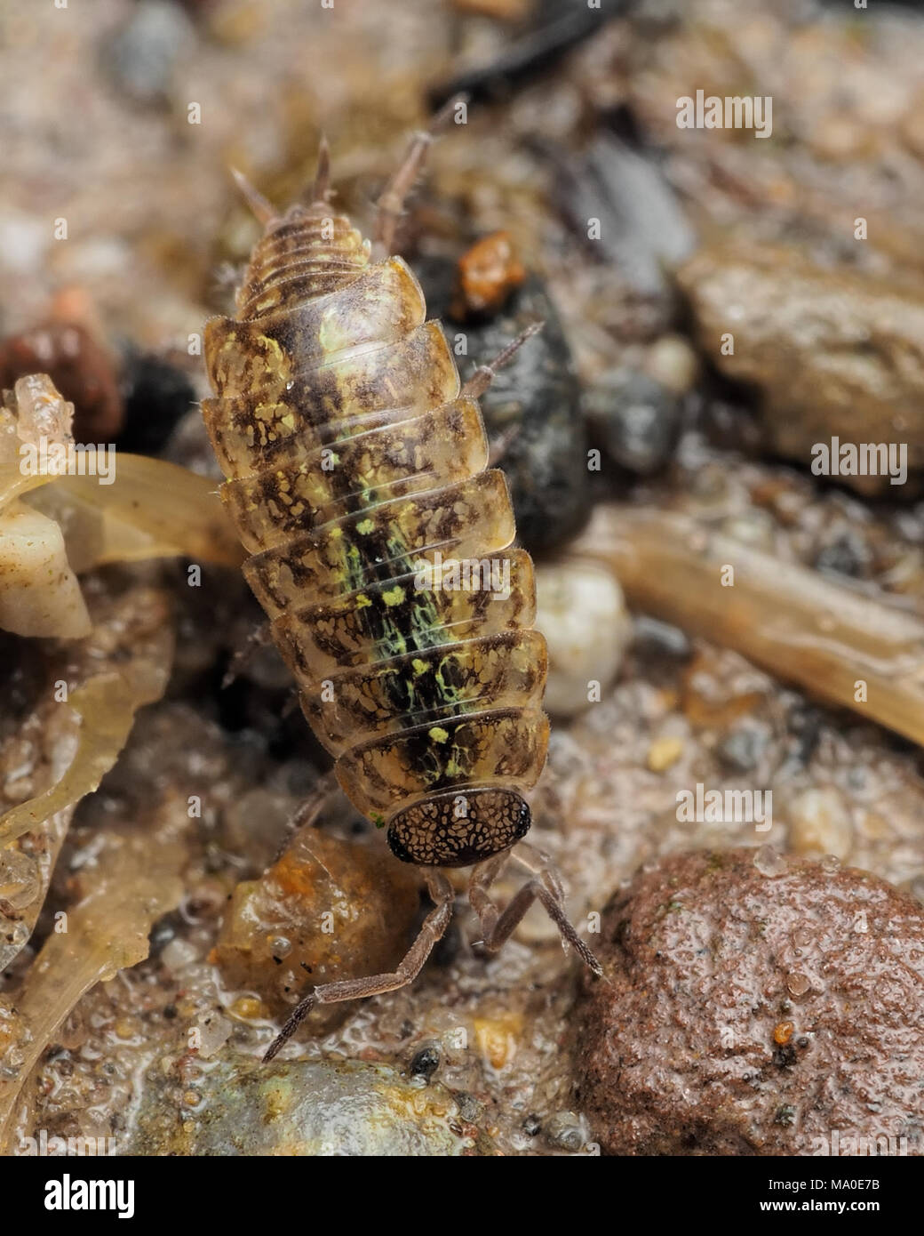 Dorsal view of Common Pygmy Woodlouse (Trichoniscus pusillus) resting on the ground in woodland habitat. Tipperary, Ireland Stock Photo