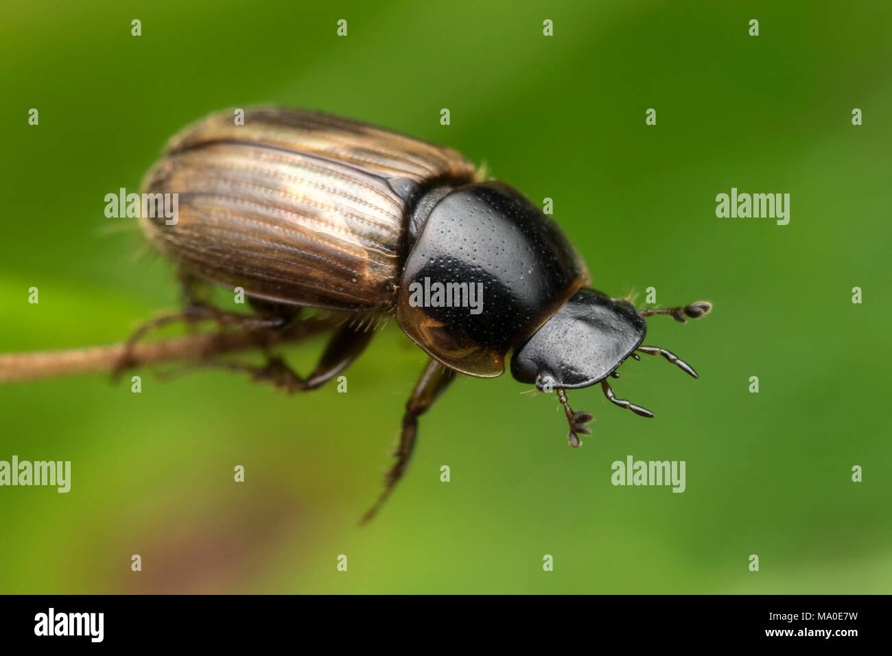 Dung Beetle (Aphodius sp.) perched on the end of a leaf. Tipperary, Ireland Stock Photo