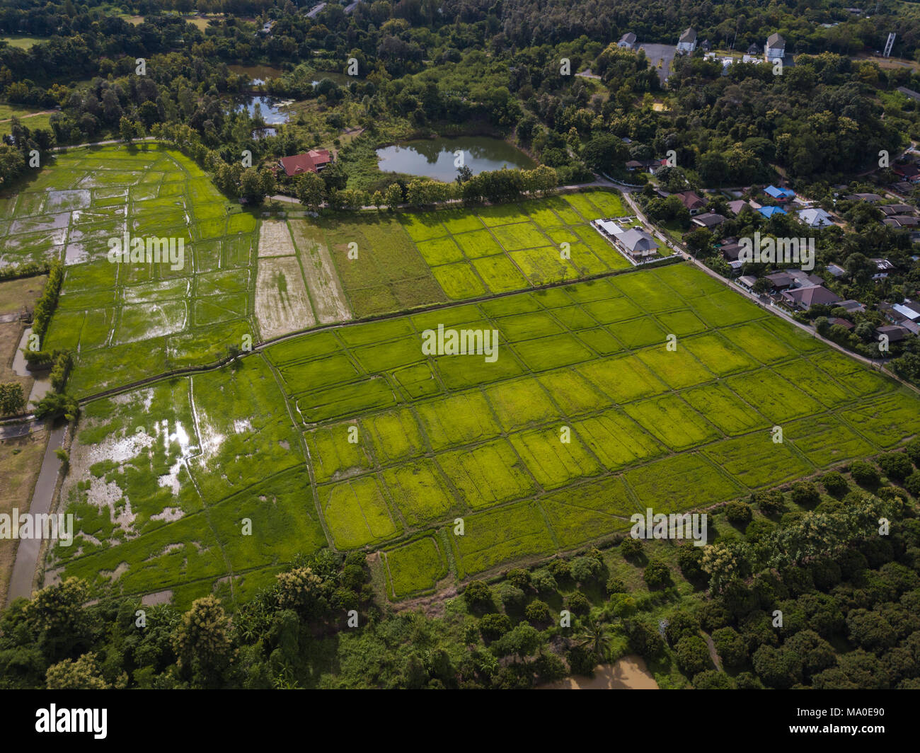 Aerial top view photo from flying drone of green paddy rice fields in ...