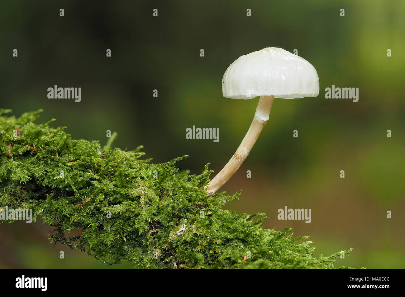 Porcelain fungus (Oudemansiella mucida) growing on moss covered branch of Beech tree in woodland. Tipperary, Ireland Stock Photo