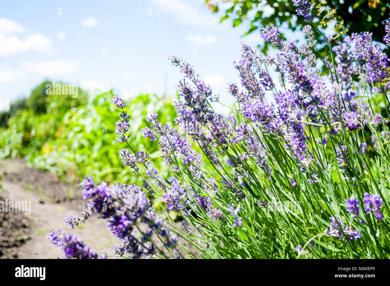 Lavender field in summer time. Purple flowers blooming in garden. Natural flower background. Defocused Stock Photo