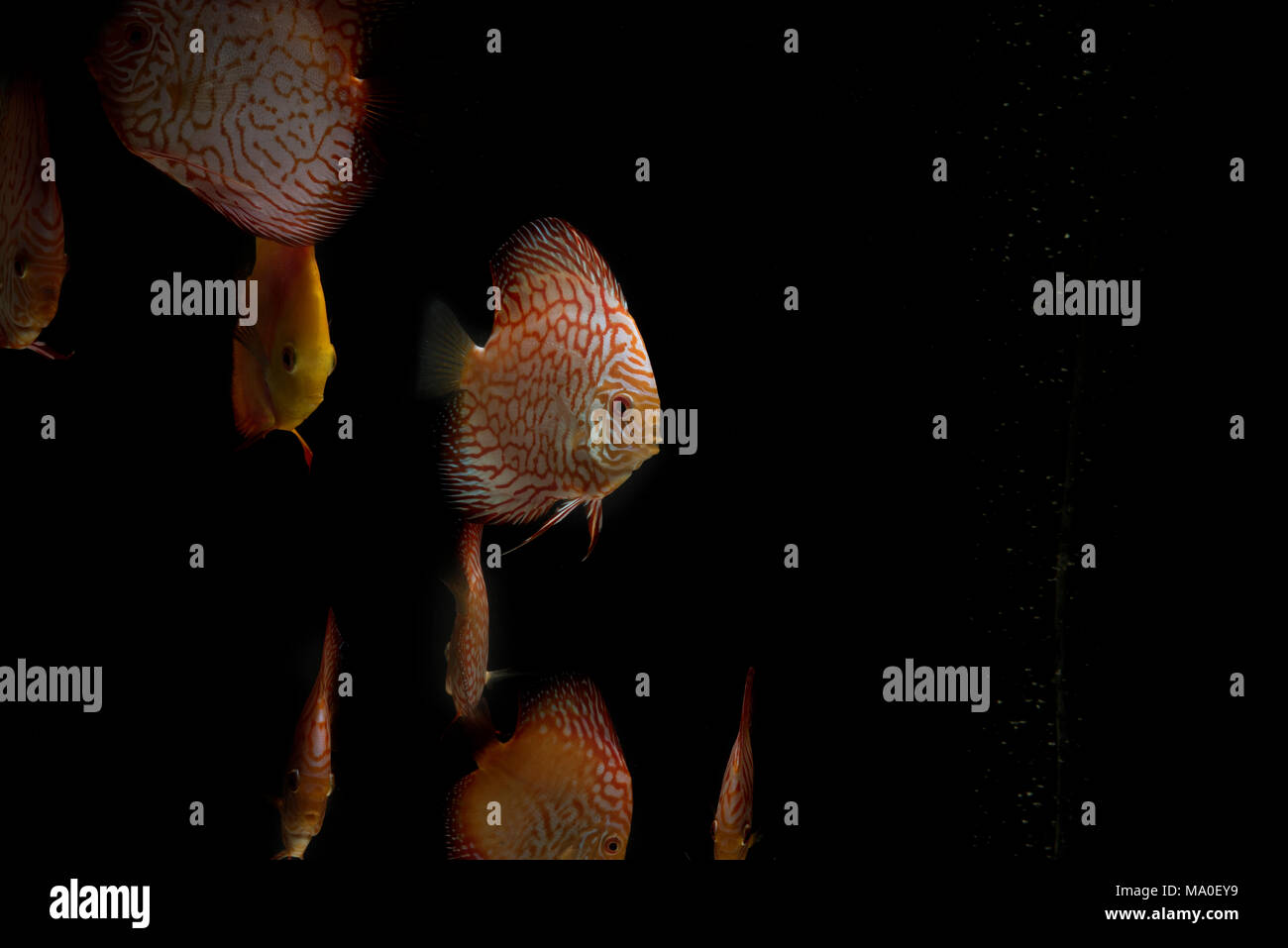 Discus fish isolated on black Stock Photo Alamy