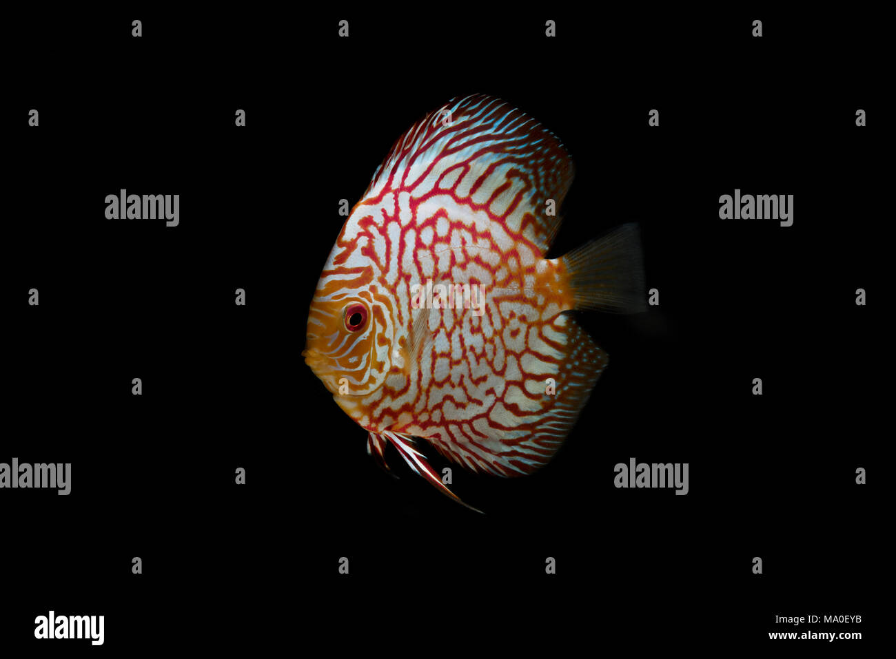 CKB Discus fish isolated on Black Stock Photo Alamy