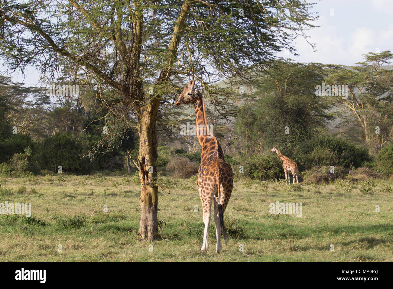 Two Giraffes Eating from Trees in Wildlife Park Stock Photo Alamy