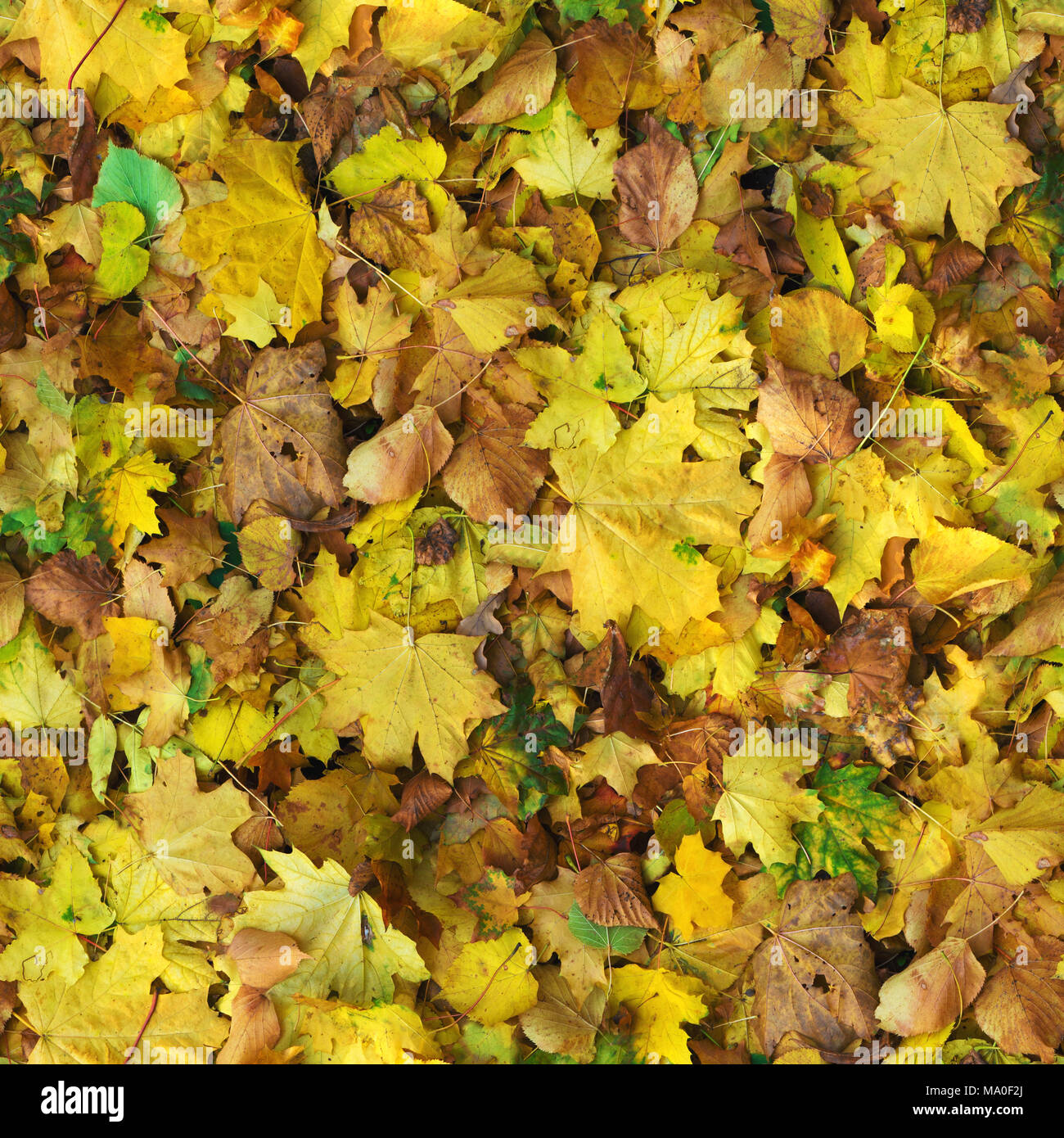 Autumn seamless pattern background. Maple and birch colorful fallen leaves on the park ground at sunny day. Stock Photo