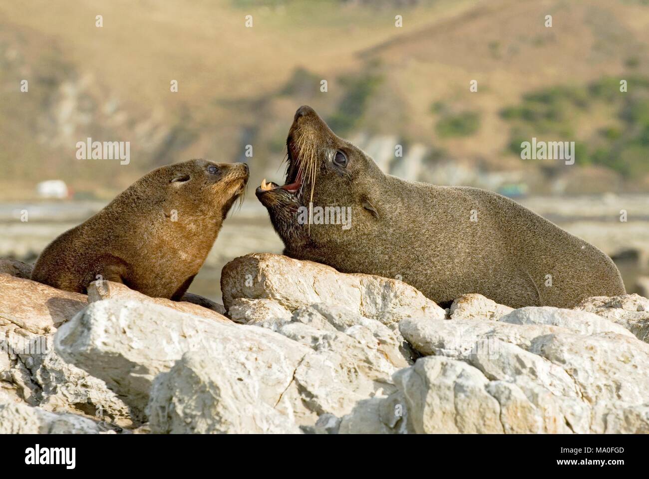 Mother and baby fur seals sleep on rocks in Kaikoura, New Zealand Stock