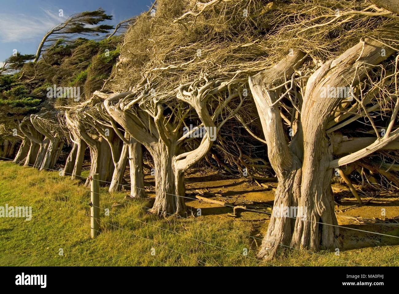Windswept trees new zealand hires stock photography and images Alamy