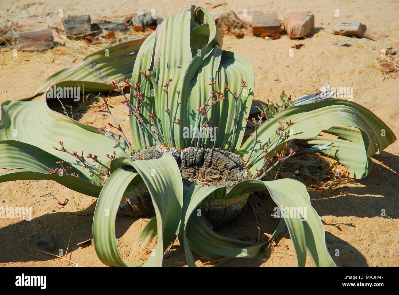 Welwitschia (Welwitschia mirabilis) plant growing in the hot arid Namib