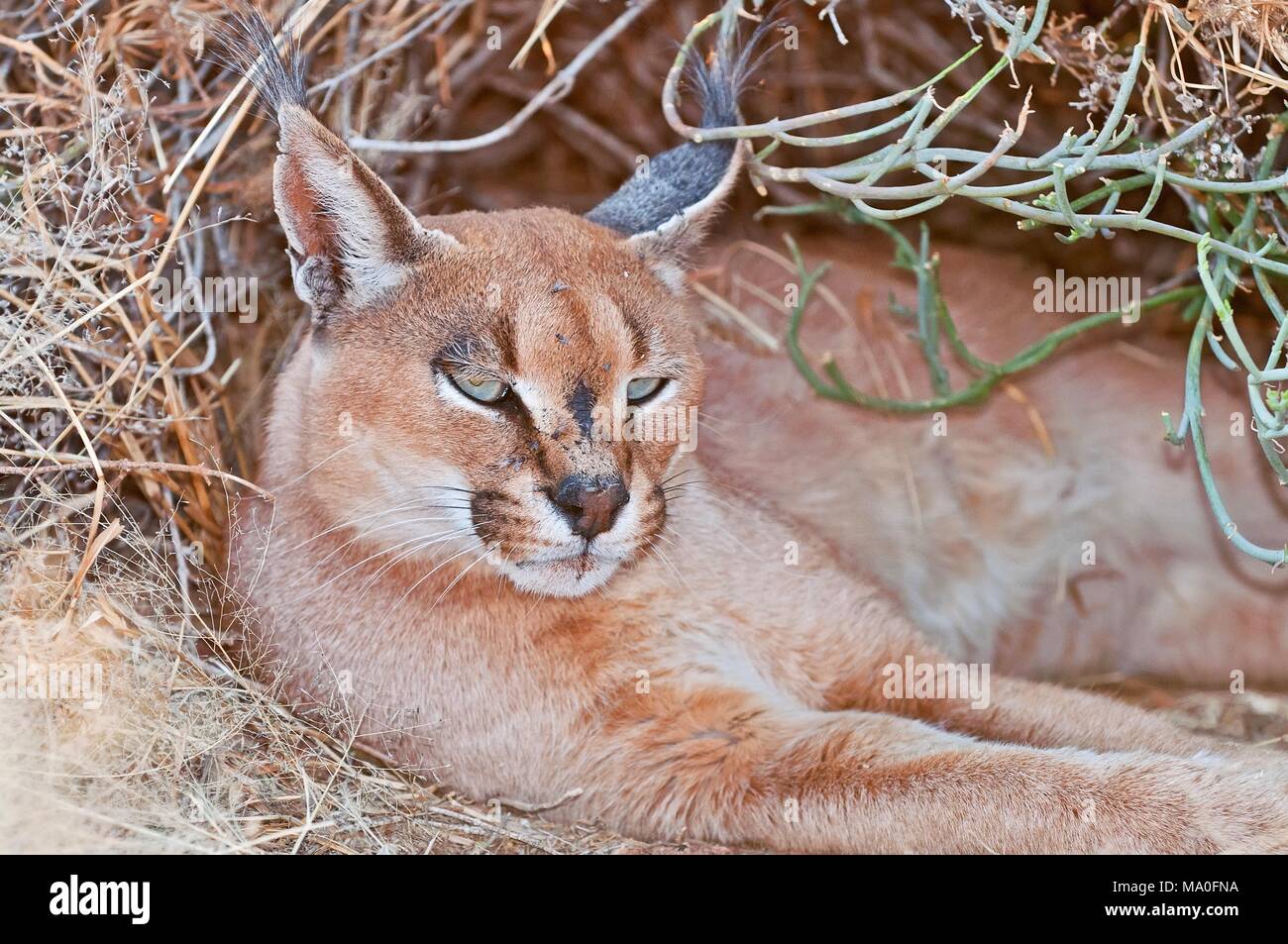 The caracal (Caracal caracal) is a medium-sized wild cat native to Africa,  at the Wildlife Sanctuary in Namibia Stock Photo - Alamy