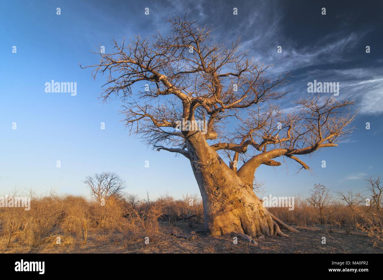 Baobab tree (Adansonia digitata) Makgadigadi Pans at Gweta in Botswana ...