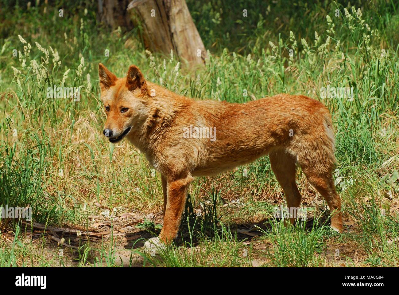 Doelwit Heerlijk Drank The dingo (Canis lupus dingo or Canis dingo) is a type of feral dog native  to Australia Stock Photo - Alamy