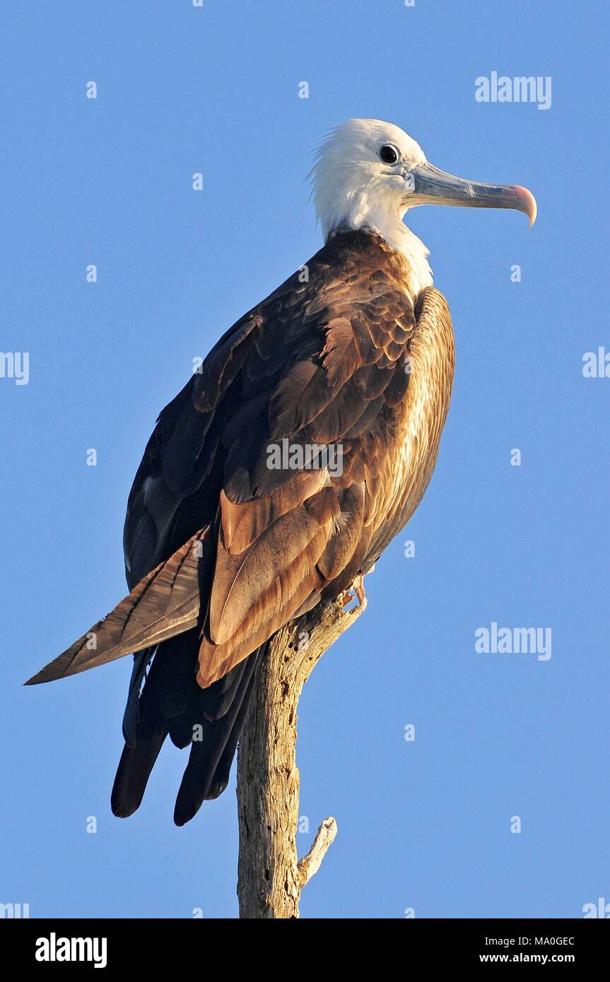 Frigatebird at rio lagartos natural park hi-res stock photography and ...