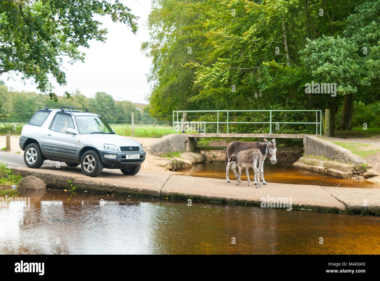 A four wheel drive car stops at a ford across a stream as a baby donkey feeds from its mother in the New Forest national park, Hampshire, England, UK Stock Photo