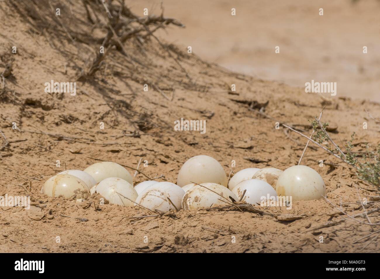 The North African ostrich eggs in the Yotvata Hai-Bar Nature Reserve, Israel. Stock Photo