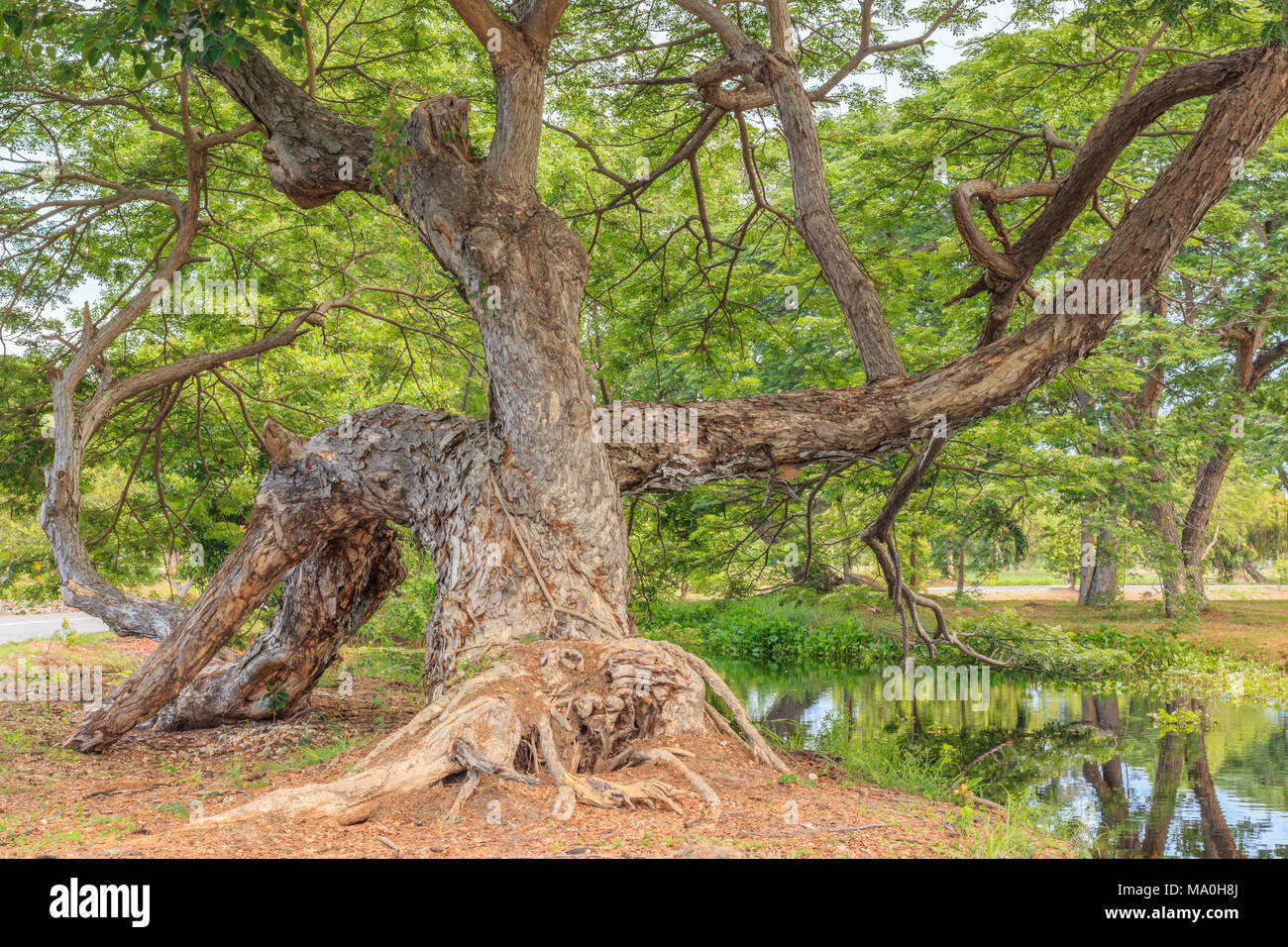 Big green tree and wetlands Stock Photo - Alamy