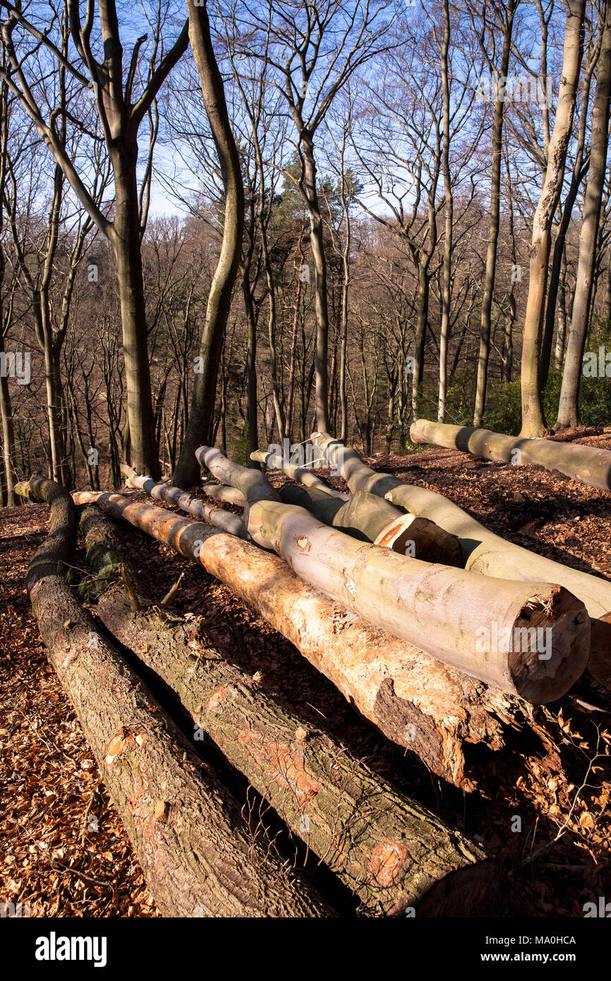 Germany, felled and stacked beech trees in the Ardey mountains near the city of Wetter.  Deutschland, Ruhrgebiet, gefaellte und gestapelte Buchenstaem Stock Photo