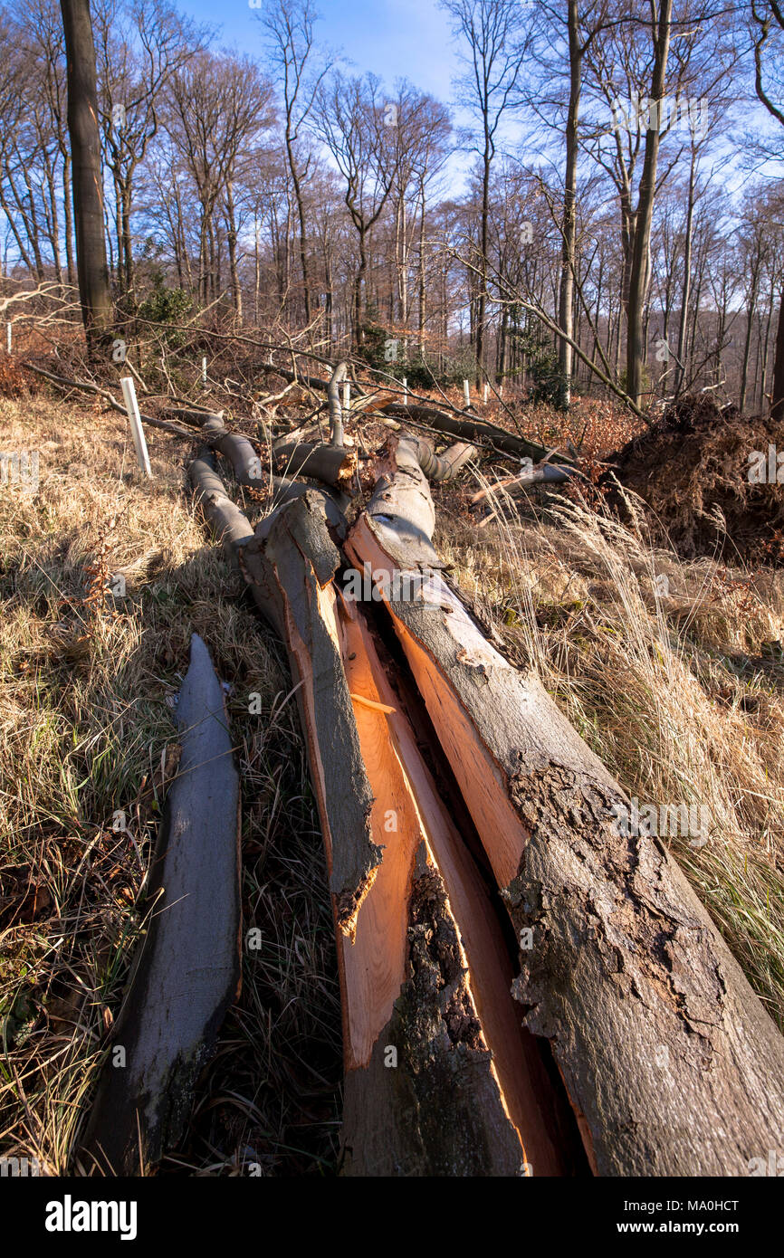 Germany, uprooted tree after hurricane Friederike in a forest at the Ruhrhoehenweg in the Ardey mountains near Wetter.  Deutschland, entwurzelter Baum Stock Photo