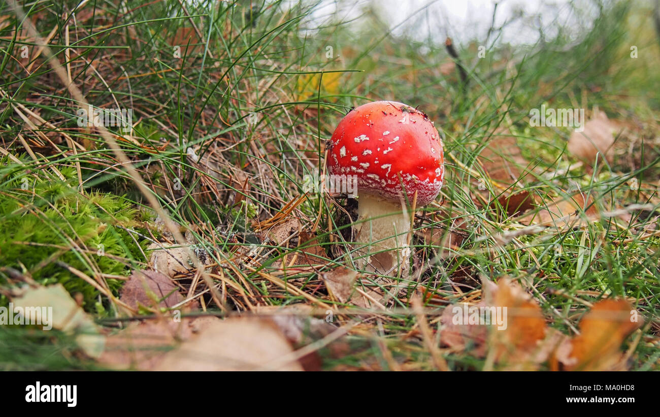 Amanita muscaria (commonly known as the fly agaric or fly amanita) Stock Photo