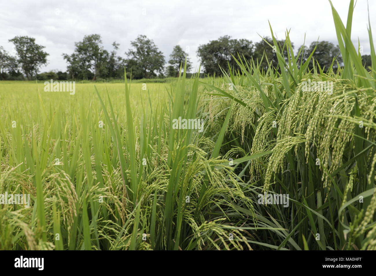 lady finger plant Stock Photo