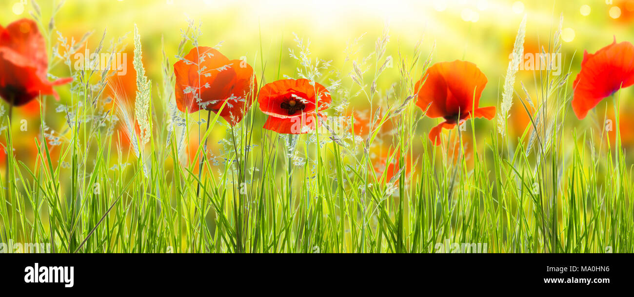 poppy flowers in wild summer meadow Stock Photo - Alamy