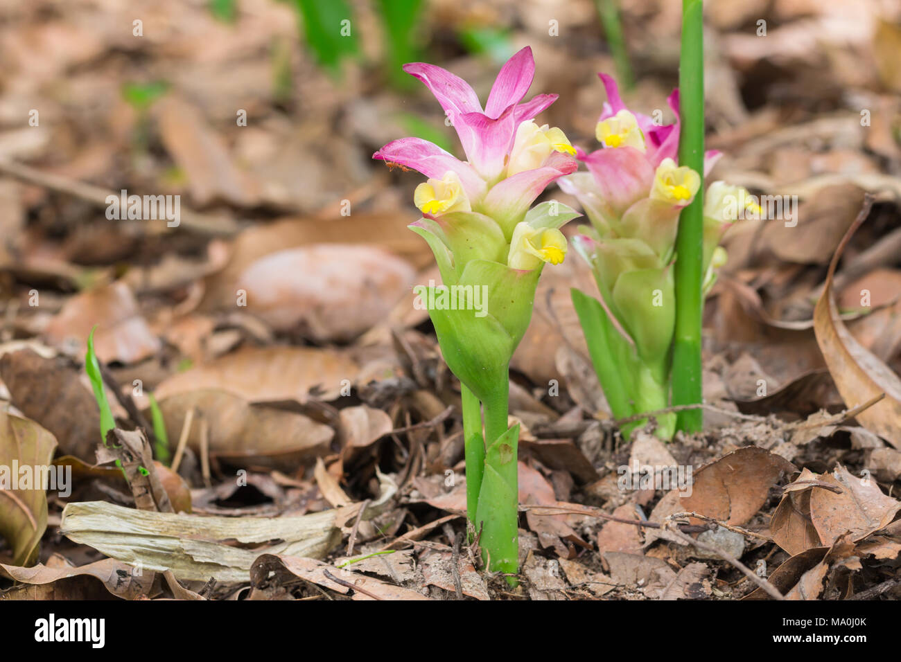 Flower of Curcuma zanthorrhiza (Wanchakmotluk Thainame Stock Photo