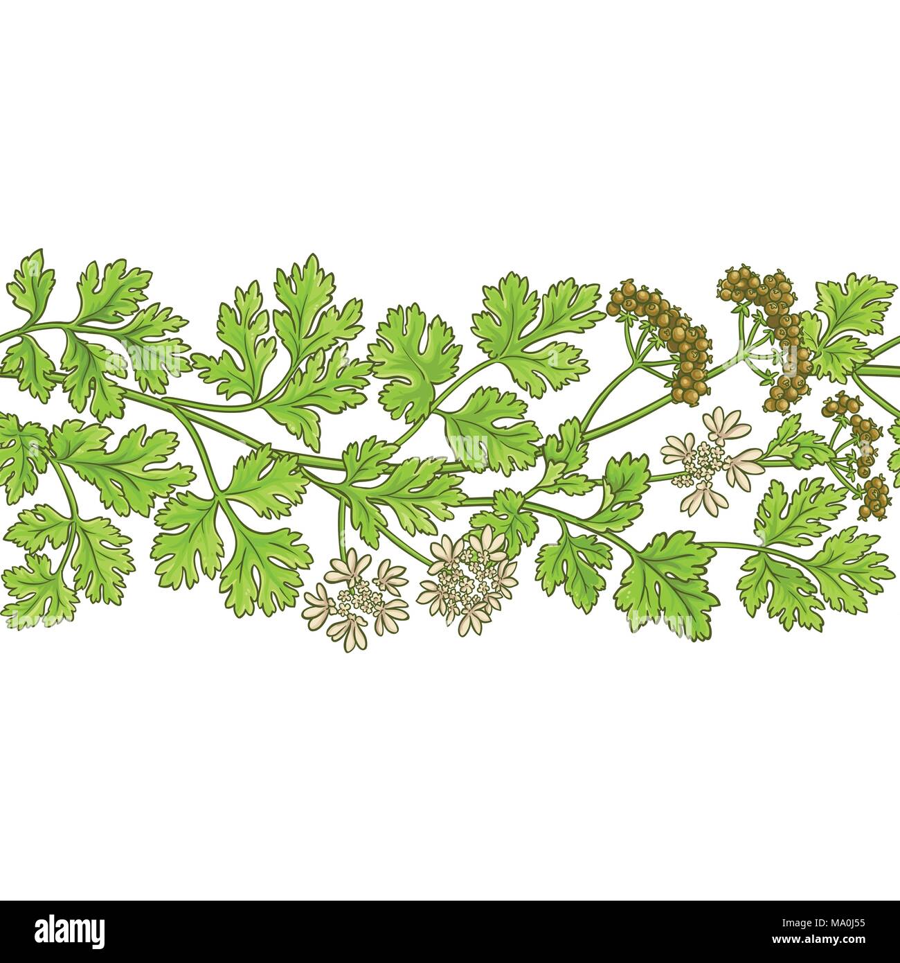 coriander plant vector pattern on white backgrond Stock Vector