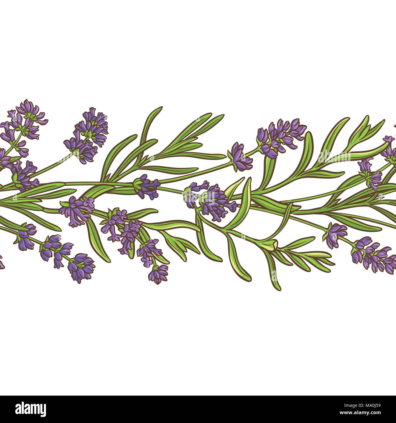 lavender plant vector pattern on white background Stock Vector