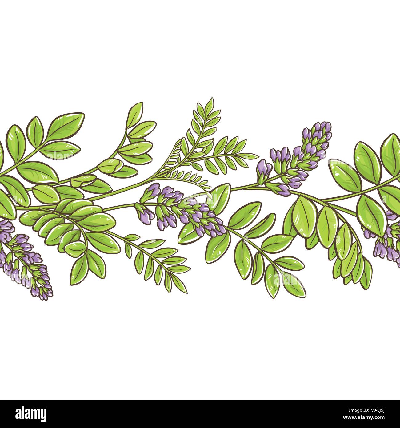 licorice plant vector pattern on white background Stock Vector